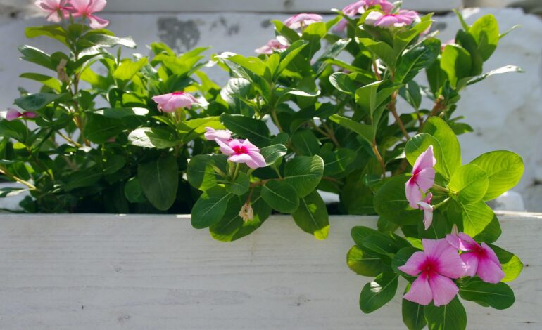 Urban Gardening: Clevere Design-Tipps für Terrasse und Balkon